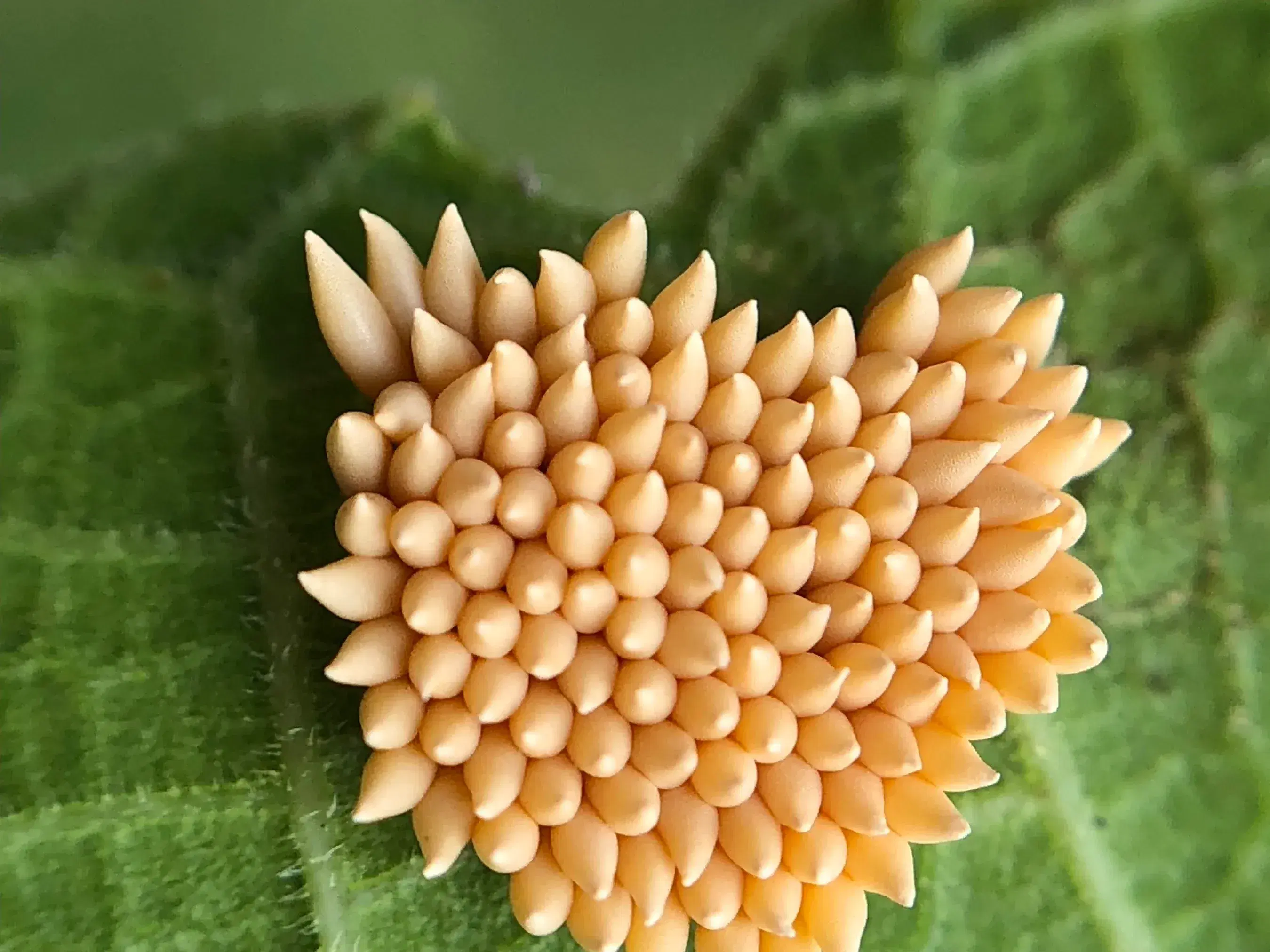 Insect tiny eggs magnified in landscape
